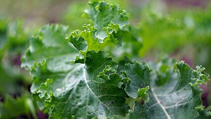 In the photo, a curly green leaf of horseradish stands proudly in the garden, its vibrant hue...