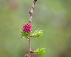 new larch cone on a branch