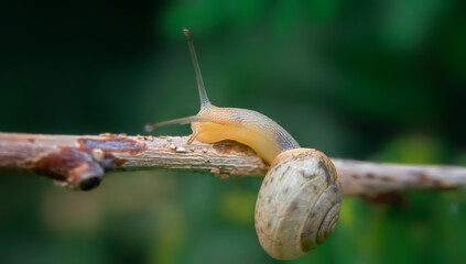 A small snail crawls along a branch. Blurred natural green background. selective focus