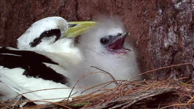Weissschwanz-Tropikvogel (Phaethon lepturus), Nest, Weibchen mit Kueken, Bodenbrueter, Insel Cousin, Seychellen, Ost Afrika
