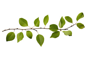 Fototapeta premium Coral on transparent background (PNG). Generative AI.