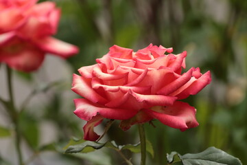 Red rose in garden. The sound of a train from afar, silence in the forest, the sun by the sea, two people sitting somewhere.