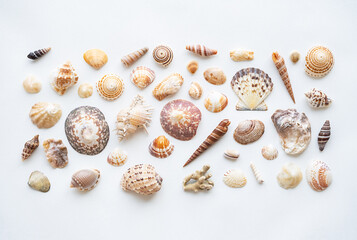 Seashells aesthetic background. Sea shells summer collection.