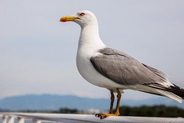Seagull on the boat in the Aegean sea of Greece, summer travel destination and blue sky