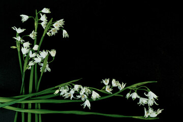 Flat Lay, postcard for death, funeral. White snowdrop flowers on black background