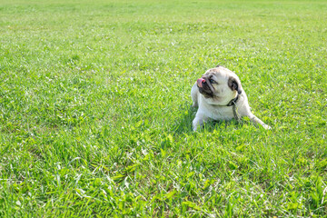 a young pug dog lies on a green summer lawn on a walk in the park, selective focus