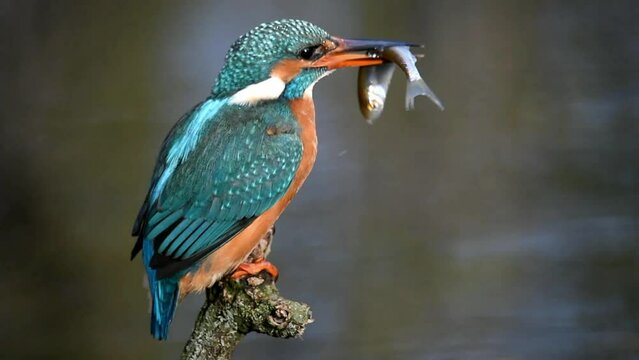 Common kingfisher (Alcedo atthis) fishing, Hesse, Germany, Europe