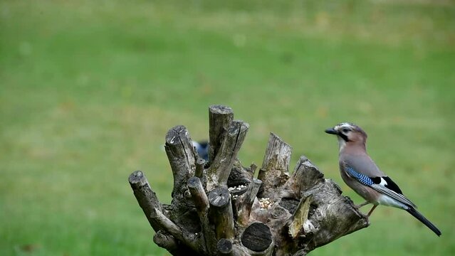 European magpie (Pica pica) eats peanuts (Arachis hypogaea) and bird food, Hesse, Germany, Europe