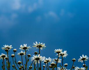 daisies against a stormy sky © Ian