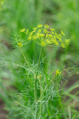 
dill in the field