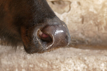 Close-up of the nose and nostrils of a tied domestic buffalo in a barn - obrazy, fototapety, plakaty