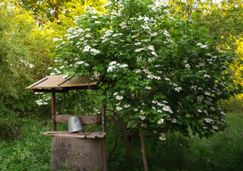 Fototapeta na wymiar viburnum bush near the well..