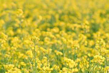 Rape with yellow flowers in the canola field. Product for edible oil and bio fuel