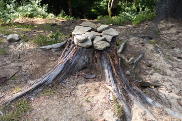 spruce stump