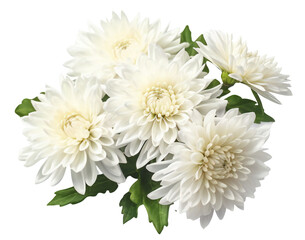 Blooming white chrysanthemums with green leaves top view. Isolated on transparent background. KI.