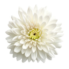 Blooming white chrysanthemum top view. Isolated on transparent background. KI.