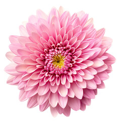 Blooming pink chrysanthemum top view. Isolated on transparent background. KI.