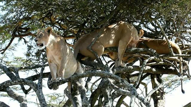 Lions (Panthera leo) on a tree in Kenya