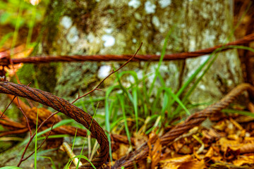 old rusty cable in the forest