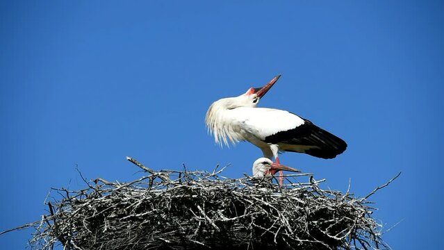 White stork (Ciconia ciconia) in nest, Hesse, Germany, Europe