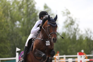 Obraz premium horse and rider on a horse in show jumping competition
