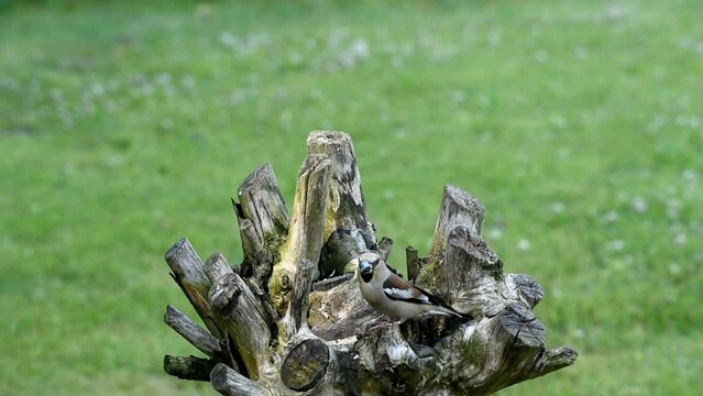 Hawfinch (Coccothraustes coccothraustes) Female eating sunflower seeds on a pollarded willow tree