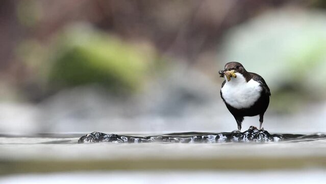 White-breasted dipper (Cinclus cinclus), adult, adult bird with food in its beak, landing on a stone in a mountain stream, later flying off, stream, foraging, Teutoburg Forest, Lower Saxony, Germany