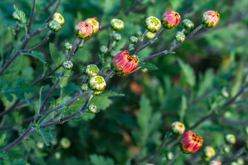 chrysanthemum buds..