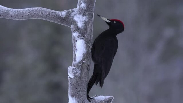 Video Black Woodpecker (Dryocopus martius) at tree trunk, Kuusamo, Finland, Europe