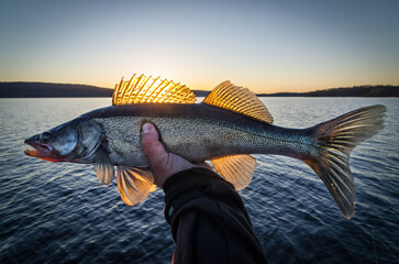 Swedish lake zander fishing at sunset - 619424940