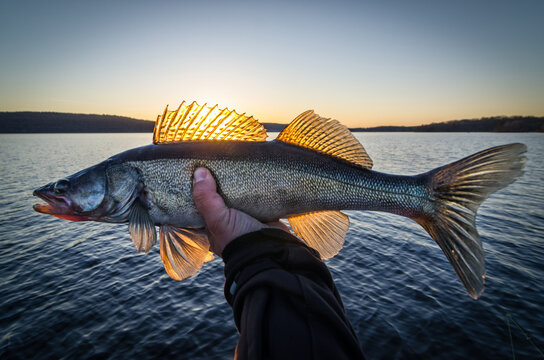 Swedish lake zander fishing at sunset