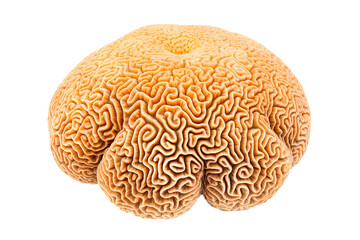 Obraz premium Coral on transparent background (PNG). Generative AI.