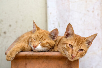 The cute stray cat (Turkey Izmir)