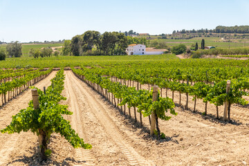 Fototapeta na wymiar La Munia, Catalunya, Spain - July 1st, 2023: Vineyards in Penedes wine country