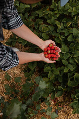 Farmer is picking red ripe strawberry. Natural farming and healthy eating concept