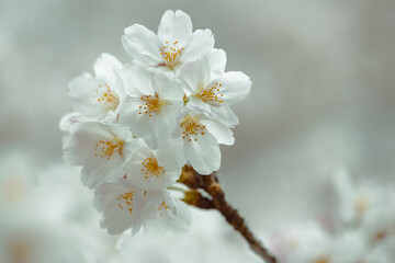 さくらのお花