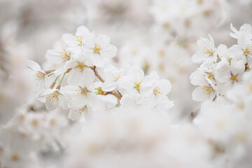 桜のお花