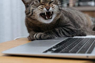 Cute domestic cat lies on the table near the laptop keyboard and yawns. High quality photo