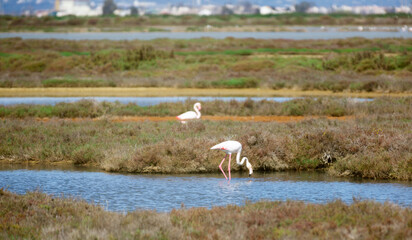 flamingo birds walk on the dam of the river