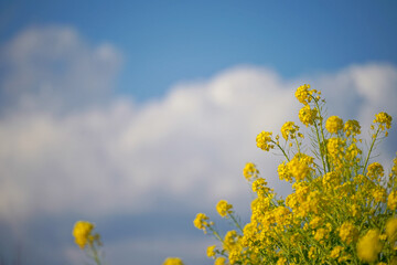 青空と雲と菜の花