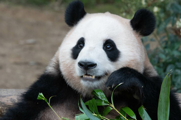 Close up Giant Panda in Republic of Korea
