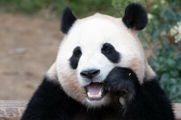 Obraz na płótnie Canvas Close up Giant Panda in Republic of Korea