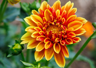 orange dahlia flower
