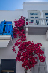 Aegean white house balcony in Mykonos town, with Bougainvillea flowers and painted wooden windows.