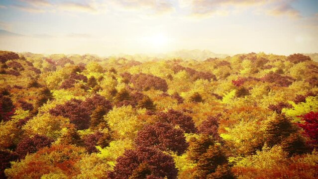 Aerial autumn over forest background with camera fly through over the autumn forest at sunset loop