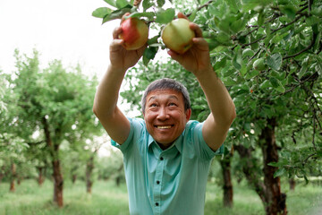 Asian senior pensioner plucks ripe apples from tree in the garden, Korean elderly man checks fruit...