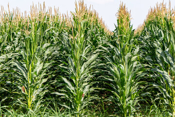 Agricultural field of flowering corn. Green stems, young cobs of corn.