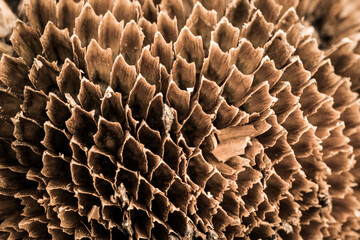 Close up of a blossomed sunflower. Detail of a flowered out sunflower. Empty seedpods. Macro shot of a dead flower.