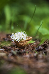 White flowers in a shell on the ground in the forest