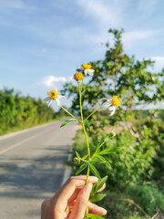 Fototapeta na wymiar hand holding a daisy, mini white flower in hand with blue sky